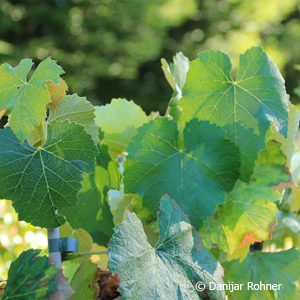 Vitis (Tessinertraube)'Early Campbell'