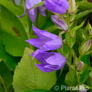 Campanula latifoliavar. macrantha