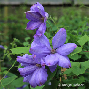 Clematis'Mrs Cholmondeley'