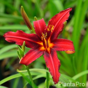 Hemerocallis'Crimson Pirate'