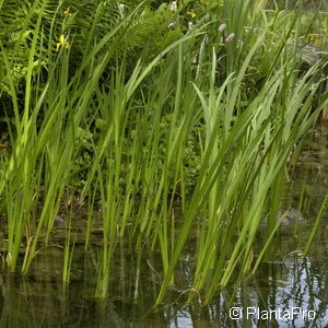 Acorus calamus