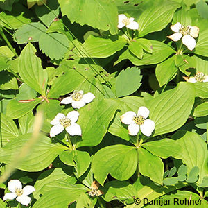 Cornus canadensis