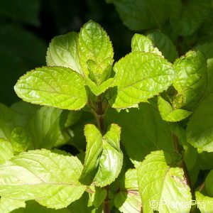 Mentha piperita (x)'Citrata'