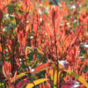 Photinia fraseri (x)'Red Robin'