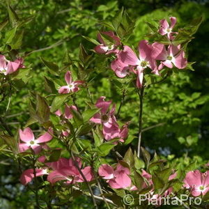 Cornus florida'Cherokee Chief'