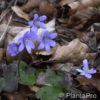 Hepatica nobilis