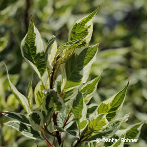 Cornus alba'Elegantissima'