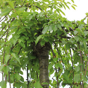 Prunus serrulata'Kiku-shidare'