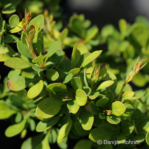 Berberis thunbergii