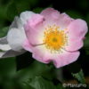 Wildrose Rosa canina