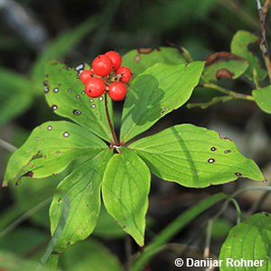 Cornus canadensis