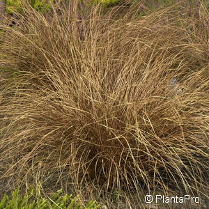 Carex buchananii