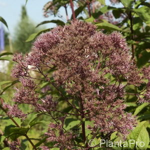 Eupatorium fistulosum'Atropurpureum'