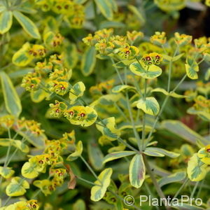 Euphorbia characias'Blue Wonder'