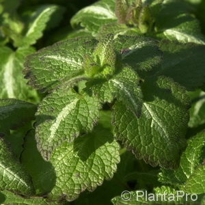 Lamium maculatum'Roseum'