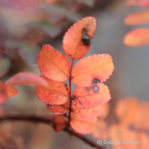 Wildrose Rosa hugonis