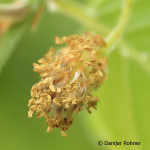 Fagus sylvatica