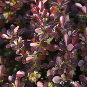 Berberis thunbergii'Bagatelle'