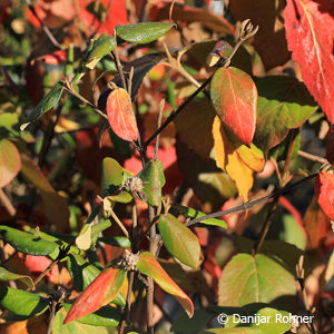 Viburnum burkwoodii (x)