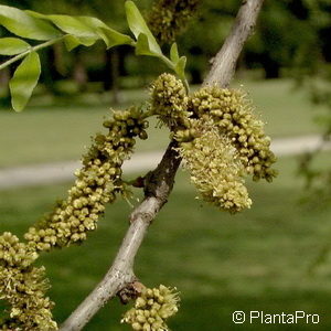 Gleditsia triacanthosf. inermis