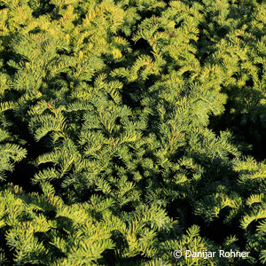 Taxus baccata'Repandens'