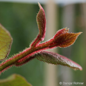 Actinidia deliciosamännlich