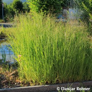 Panicum virgatum'Rehbraun'