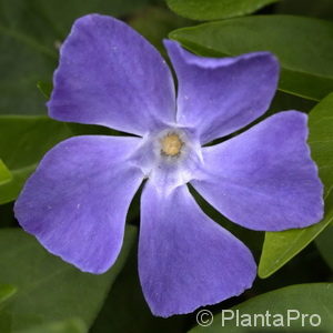 Vinca major