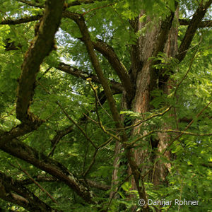 Metasequoia glyptostroboides