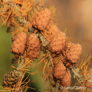 Larix decidua