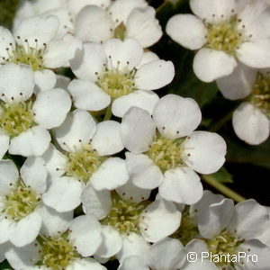 Spiraea trilobata