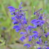 Salvia pratensis