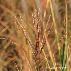 Miscanthus sinensis'Strictus'