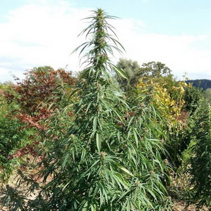 Cannabis'Swiss Flower'