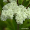 Filipendula ulmaria