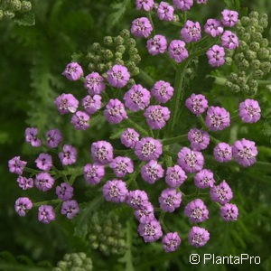 Achillea millefolium'Lilac Beauty'