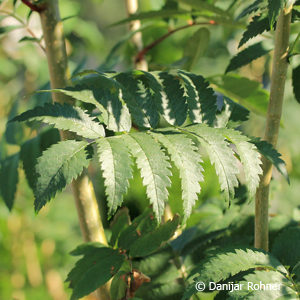 Sorbus aucuparia