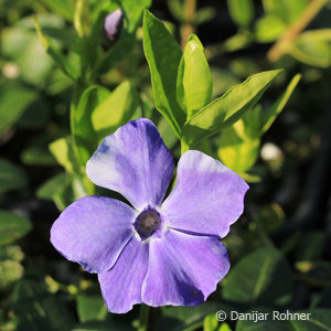 Vinca minorblau