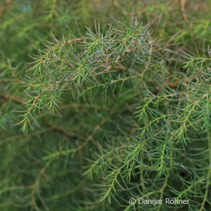 Cryptomeria japonica'Elegans'