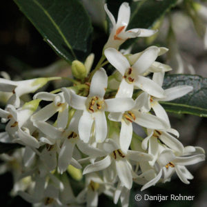 Osmanthus burkwoodii (x)'Kugel'