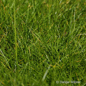 Sesleria caerulea