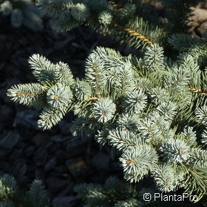 Picea pungens'Oldenburg'