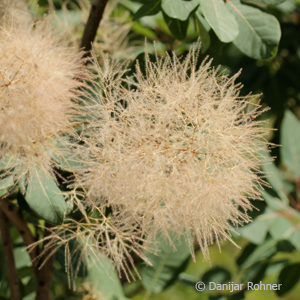 Cotinus coggygria
