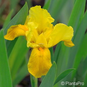 Iris (Pumila-Gruppe)gelb