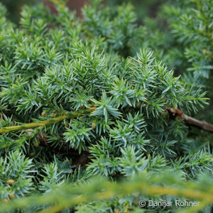 Juniperus chinensis'Blue Alps'
