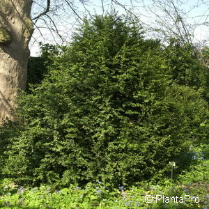 Buxus sempervirens