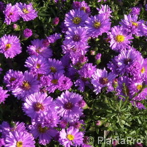 Aster (Dumosus-Gruppe)'Rosenwichtel'