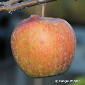 Malus (Apfel) 'Jonagold'