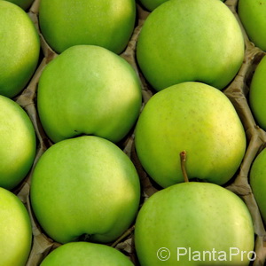 Malus (Apfel) 'Golden Delicious'