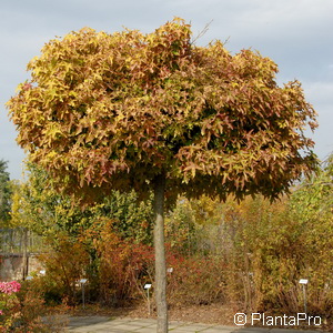 Kugel Amberbaum Liquidambar styraciflua 'Gum Ball'
